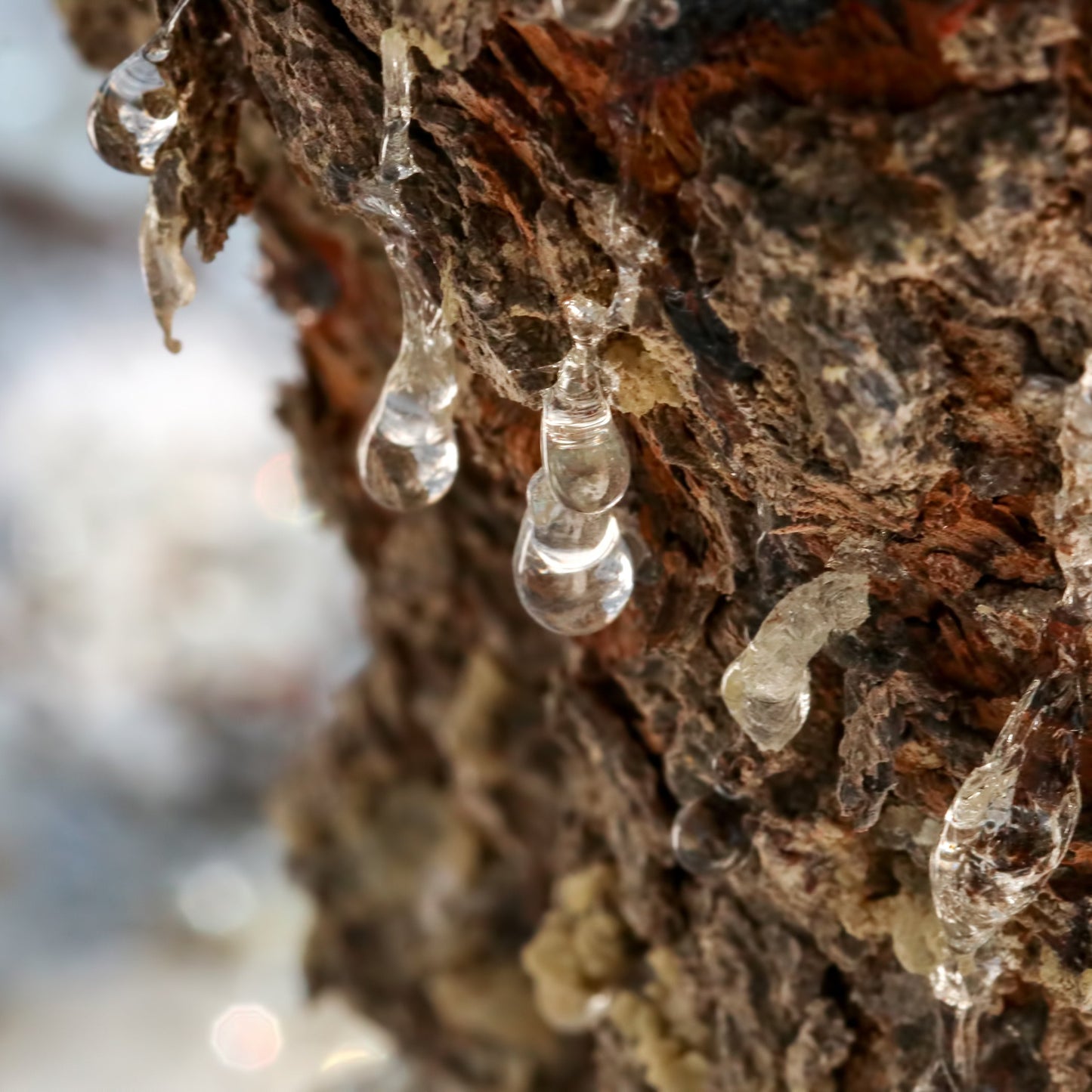 Premium Mastic Chewing Gum - 100% Natural