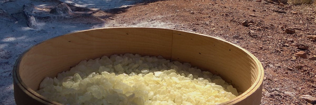 Mastic Gum Explained: What You Need to Know About This 2,500-Year-Old Natural Gum